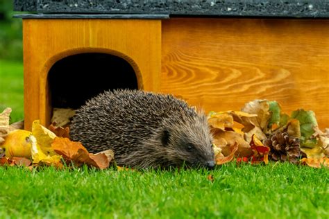 What To Put In A Hedgehog House Home And Roost