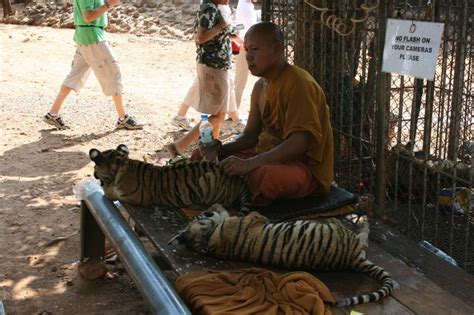 40 Lifeless Tiger Cubs Discovered In Thailand Temples Freezer