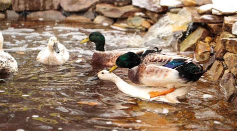 Understanding Duck Mating And Courtship Tyrant Farms
