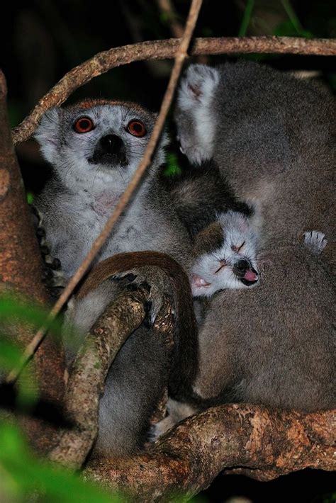 Crowned Lemur Ankarana Madagascar Martin Farrell Flickr