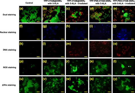 Images Of MCF 7 Breast Cancer Cells Stained With Fluorescent Probes