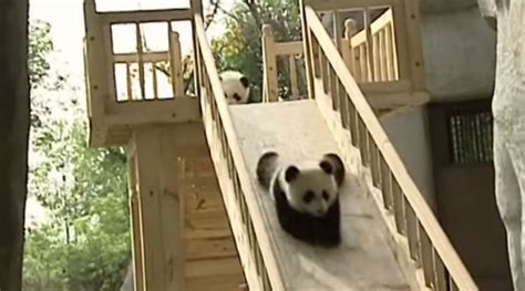 Playful Panda Cubs Have The Time Of Their Lives On A Slide