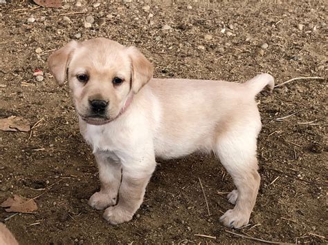 Puppy 2 Weeks Old