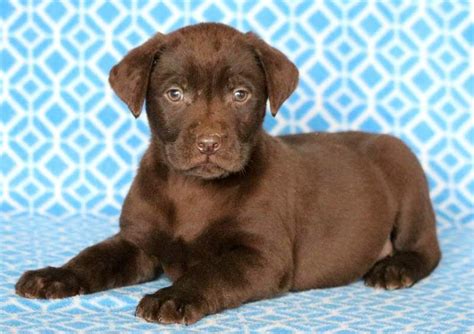 Silverose labs offers beautiful lab puppies for sale in california, including charcoal labs and striking silver labradors. Labrador Retriever puppy for sale in MOUNT JOY, PA. ADN ...