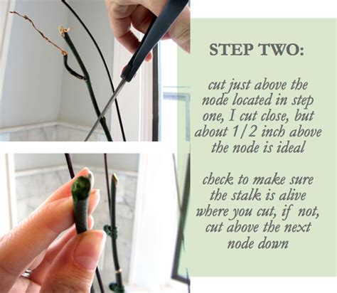 Once it is firmly attached to its host, the roots of a dodder plant die. luxe + lillies: HOW TO GROW A LOVE FERN ORCHID