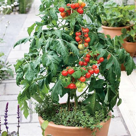 Cherry Full Grown Tomato Plant I Planted It In A Pot On My Full Sun