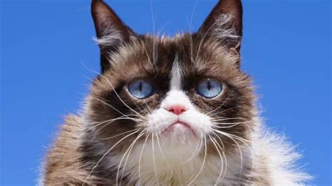 Grumpy Cat Nie żyje Najsławniejszy Kot Internetu Miał 7 Lat Noizz