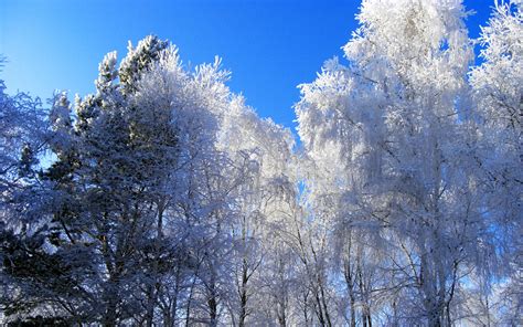 Hintergrundbilder Winter Raureif Bäume Kroner Blau Weiß