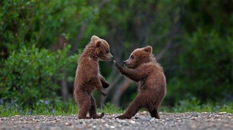 Sibling Bears Bing Wallpaper Download