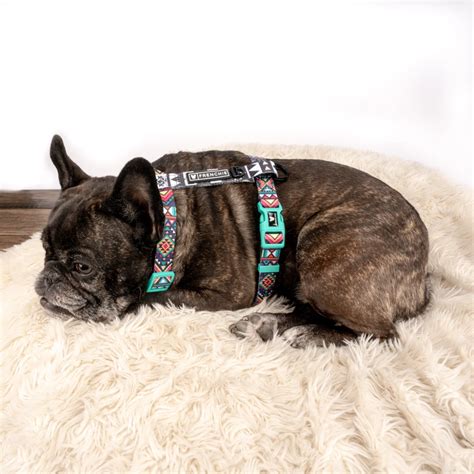 Uber only delivered the puppies to office buildings and asked that customers have enclosed space available for the dogs and ensure that their. Frenchie Strap Harness - Aztec in 2020 (With images)