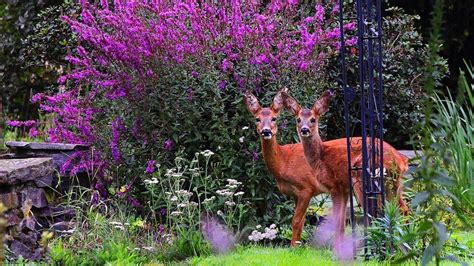 18 Beautiful Deer Resistant Shrubs