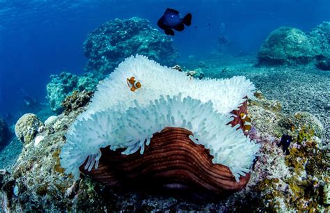 Saving Coral Reefs What You Can Do To Help 30a