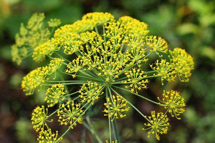 Keep seeds exposed and moist misting with a spray. About Dill - An Awesome Culinary and Medicinal Plant ...