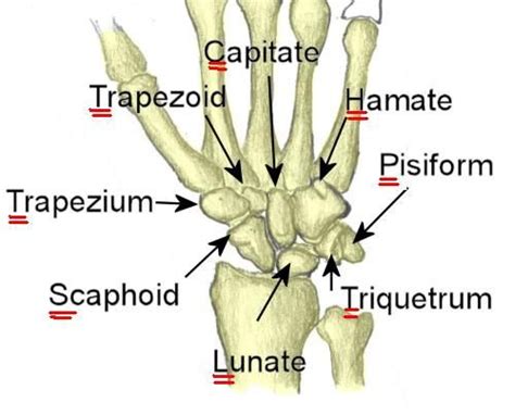 Doctors Gates How To Remember Carpal Bones Anatomy And Physiology
