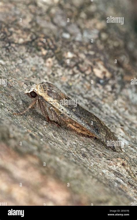 Large Yellow Underwing Moth Noctua Pronuba Stock Photo Alamy