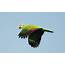 Red Lored Parrot  Audubon Field Guide