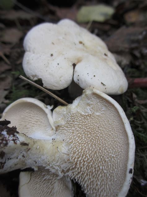 Hedgehog Mushroom See My Wild Food Blog Here