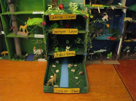 Diorama Of Rainforest Layers Rainforest Animal