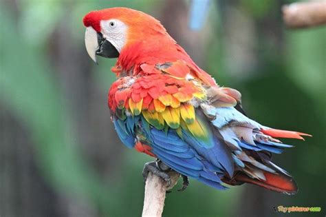 Cute Colorful Parrot Pictures Tag Pictures Colorful Parrots Parrot