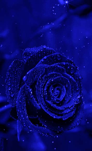 Beautiful Blue Rose GIF Morsodifame Blog