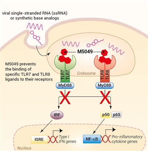 M5049 Tlr7 And Tlr8 Dual Inhibitor Invivogen