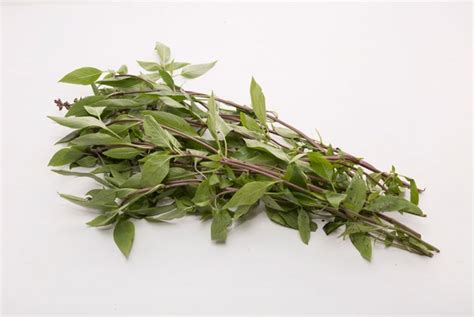 Nama lain bagi kesum adalah seperti chinese knotweed (english), duo mao lio. daun kesum in chinese