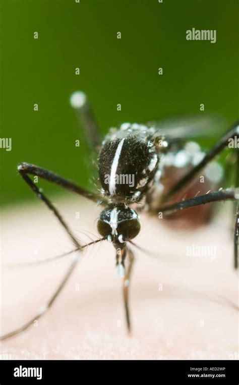 Female Asian Tiger Mosquito Aedes Albopictus Spain Blood Feeding On