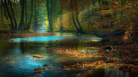 Leaves on Calm Body Of Water Surrounded With Brown Trees 4K HD Nature ...