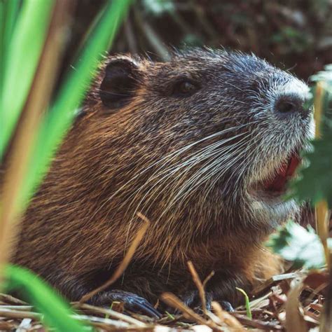 Beavers Extinction Rebellion Frontline Pandabode Blog