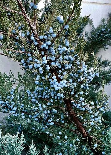 Juniperus Virginiana Eastern Red Cedar
