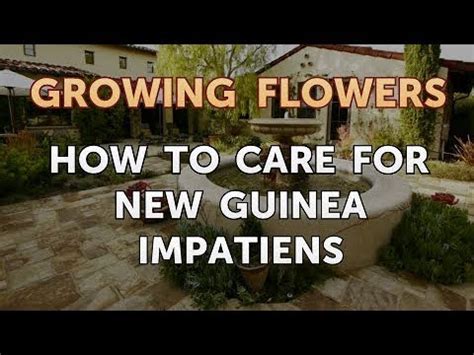 Jun 16, 2020 · according to justin hancock, a monrovia horticultural craftsman, new guinea impatiens have developed a good resistance to the disease downy mildew, something that has caused most growers to greatly reduce or eliminate the number of common impatiens they grow. How to Care for New Guinea Impatiens - YouTube