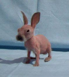 Images About Rabbits On Pinterest Baby Bunnies Bunnies And Rabbit