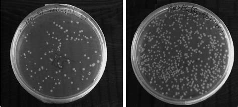 Mages Of Bacteriological Tests Of E Coli On Solid Agar Plates With 05