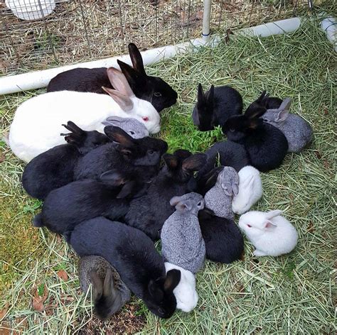 8 Reasons Why I Am Raising Meat Rabbits The Homestead Garden The
