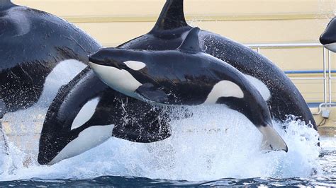 Wikie The Orca Whale Learns To Imitate Human Language Other Animal