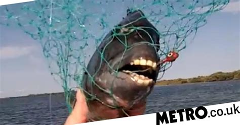 Youve Seen Dog With A Human Face Now Meet The Fish With A Persons