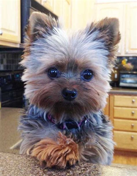 151 Extremely Cute Yorkie Haircuts For Your Puppy Yorkie Puppy