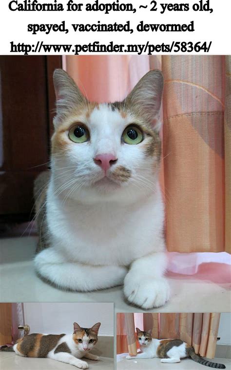California Spayed Female Cat For Adoption Adopted Koo Swee Pors