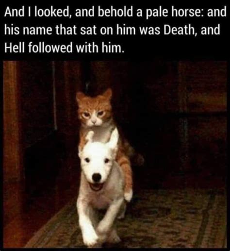 Cat Pictures And Jokes Funny Pictures And Best Jokes Comics Images