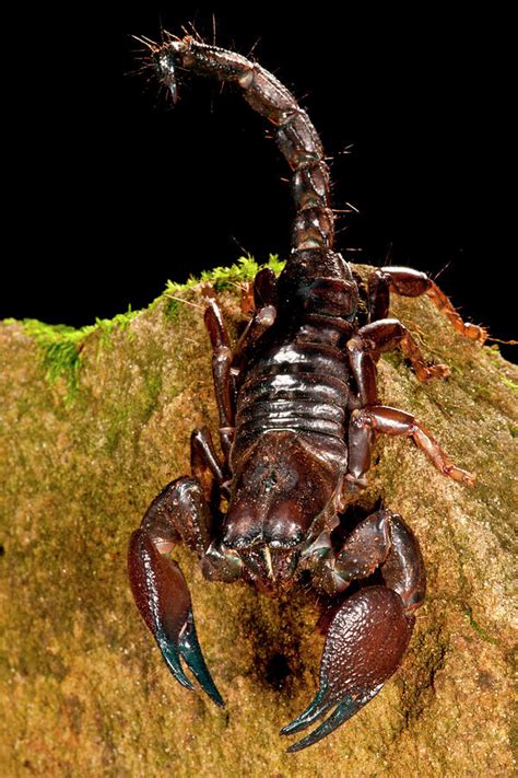Red Claw Emperor Scorpion Pandinus Photograph By David Northcott