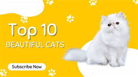 Top 10 Most Beautiful Cats In The World Youtube