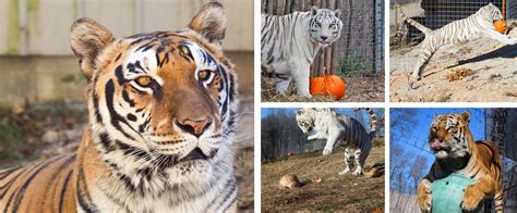Buy 2019 National Tiger Sanctuary In Branson Mo Tickets