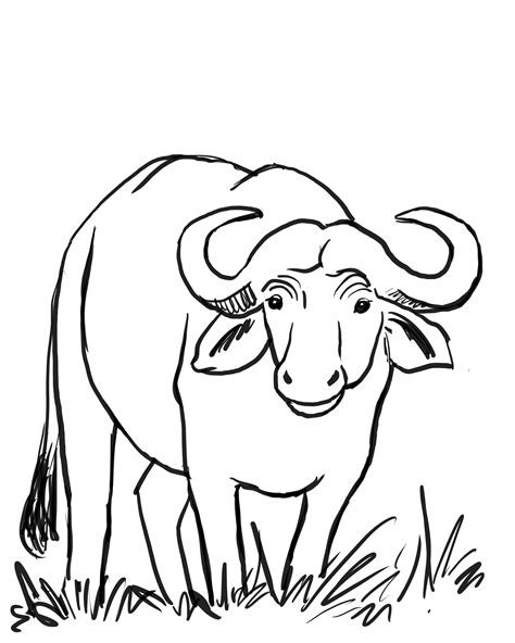 Buffalo Drawing For Kids
