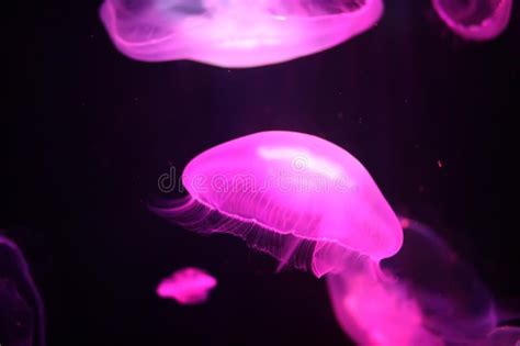 Multicolored Jellyfish Swim Under Water Stock Photo Image Of Fish
