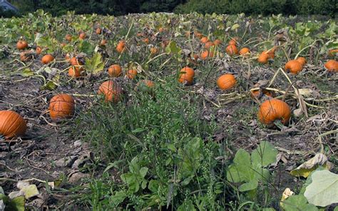 Pumpkin Patch Wallpapers Wallpaper Cave