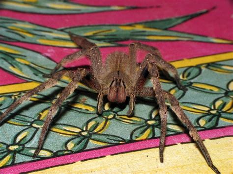 Real Monstrosities Brazilian Wandering Spider