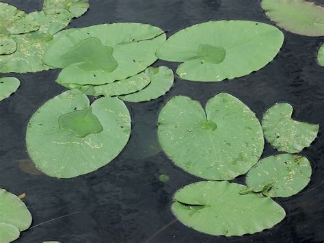 FS1255: Ecology and Control of the Freshwater Aquatic Plant Spatterdock