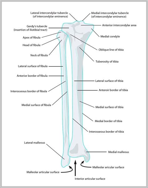 Lower Leg Bones Image Anatomy System Human Body Anatomy Diagram And