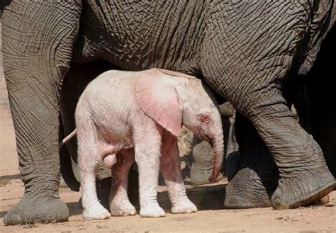 Funnywildlife Check Out This Rare Albino Baby Elephant At Kapama