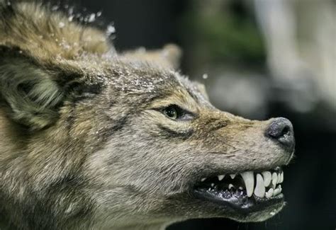 White Wolf The Last Wild Wolves In British Columbias Great Bear Rain